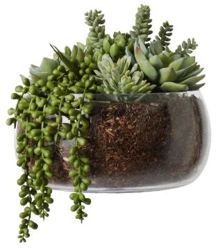 Rogue Succulent Mix - Scarlett Bowl 27cm